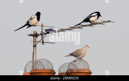 Merton Park, London, UK. 10 May 2020. A Collared Dove stands guard on a chimney top with two Magpies perched on a TV aerial in the background. The mate of the Collared Dove is sitting on a nest of eggs on a tree below and the Magpies attempt to unseat her to steal the eggs. Credit: Malcolm Park/Alamy Live News Stock Photo