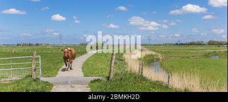 Panorama of a brown Holstein cow in front of a cattle grid in Groningen, Holland Stock Photo