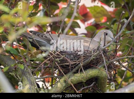 Merton Park, London, UK. 10 May 2020. A Collared Dove sits on a nest of eggs and is regularly intimidated by a pair of Magpies attempting to unseat her to steal the eggs. Credit: Malcolm Park/Alamy Live News Stock Photo