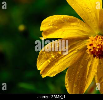Sulfur cosmos petals after a rain shower. Hard to get a focus on all petals in the wind. Stock Photo