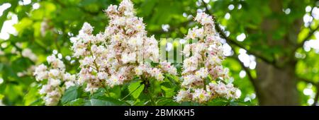 Beatifull blossoming horse chestnuts or Conker tree(Aesculus hippocastanum) along a road in a forest Stock Photo