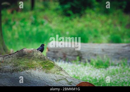 Common blackbird in the green woods sitting on tree trunk, white flowers in background Stock Photo