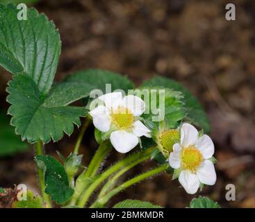 Garden Strawberry - Fragaria X ananassa Two flowers