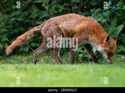 A wild male Red Fox (Vulpes vulpes) keeps it's snout to the ground as it follows a trail, Warwickshire Stock Photo