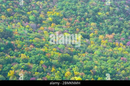 Autumn forest with different colors. Stock Photo