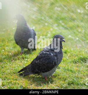 London, UK. 10 May 2020. A garden sprinkler waters a lawn in a London garden after days or dry weather, with no immediate prospect of rain forecast. Pigeons make the most of it by having an impromptu bath and shower. Credit: Malcolm Park/Alamy Live News. Stock Photo