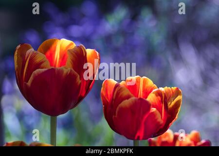 Fire flower - red orange tulip flowers in bloom with warm sunlight on fierce petals on blurred purple blue background, contrast of light and shadows, Stock Photo