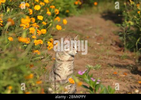 a garden cat sitting among the marigold flowers Stock Photo