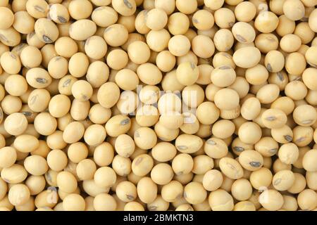 Soybean pattern as for background Stock Photo