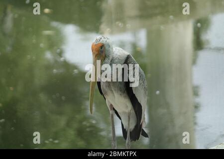 Birds Stock Photo