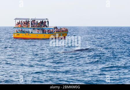 A Blue Whale (Balaenoptera musculus) surfaces just beside a tourist boat off Mirissa, southern Sri Lanka. Stock Photo