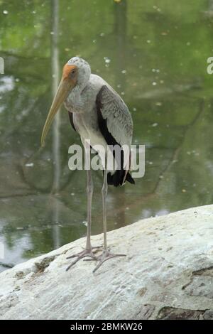 Birds - gods gift Stock Photo