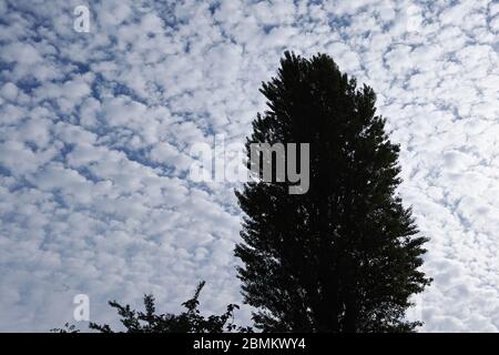 silhouette of a black poplar stands out against a sky covered with clear altocumulus clouds Stock Photo
