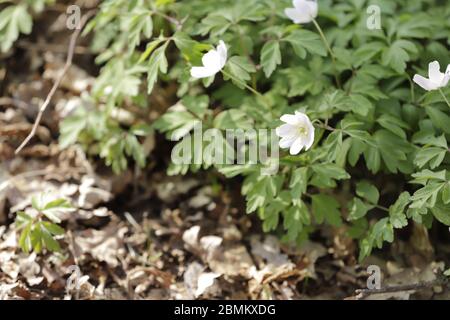Windflower or anemone nemerosa blooms in the springtime in the forest Stock Photo