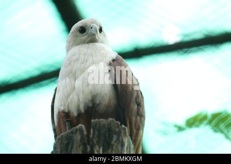 EAGLE Stock Photo