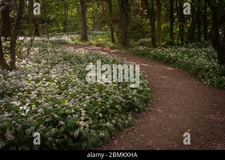 Path through an English park in Spring with flowers of wild garlic, or Ramsoms, in sunlight, Blackpool, Lancashire, England, UK. Stock Photo