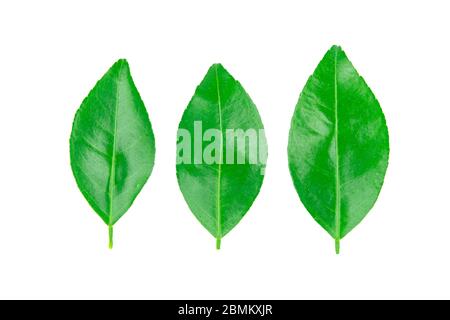 Limes leaves isolated on white background with clipping path Stock Photo