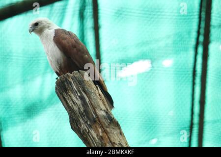 EAGLE Stock Photo