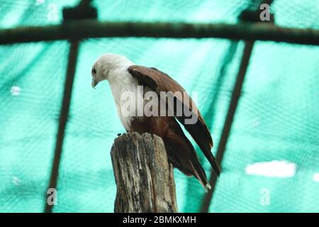 EAGLE Stock Photo