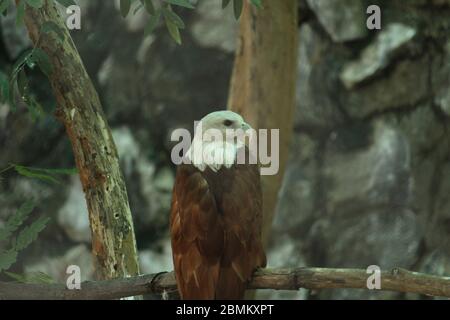 EAGLE Stock Photo