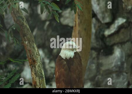 EAGLE Stock Photo