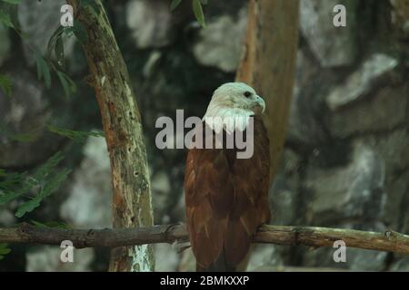 EAGLE Stock Photo