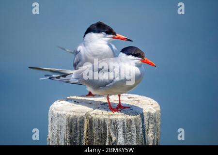 View of a pair of Common tern birds on a pole, in the Hula Nature Reserve, Northern Israel Stock Photo