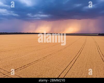 Aerial view on impressive thunderstorm over wheat field at sunset. Dark storm clouds covering the rural landscape. Intense rain shower in distance. Stock Photo