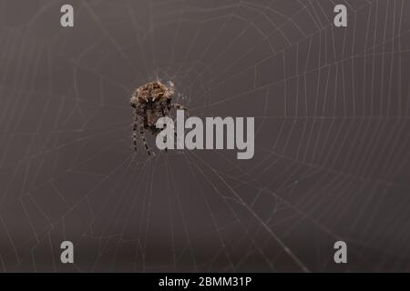 Close up macro shot spider (garden orb weaving spider) climbs on the web. Stock Photo