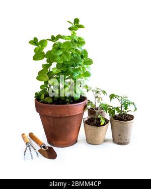 Young tomato seedlings in pots and mint plant. How to growing food at home on windowsill. sprouts green plant and home gardening. Stock Photo