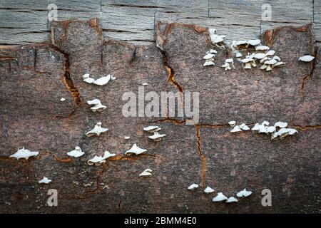 Mushrooms on a dead fallen beech tree. Stock Photo