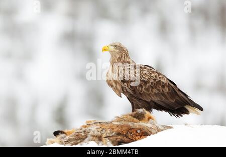 Close up of a White-tailed eagle (Haliaeetus albicilla) feeding on a dead fox in winter, Norway. Stock Photo