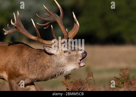 Close-up of a red deer stag calling during rutting season in autumn, UK.