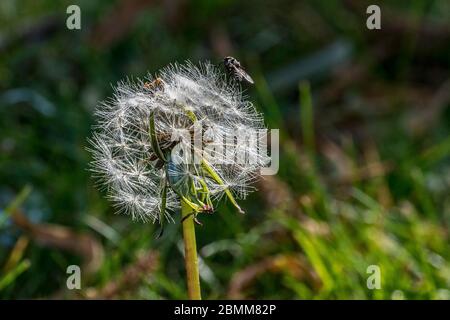 Dandelion seed head with a fly on top. Stock Photo