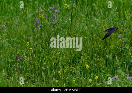 Barn swallow ( Hirundo rustica ) in flight over a meadow in Evros Greece