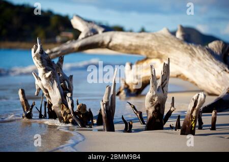 Driftwood on a caribbean beach in Antigua. Stock Photo