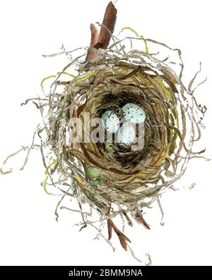 Nest with Robbin blue eggs watercolor illustration with sticks at background Stock Vector