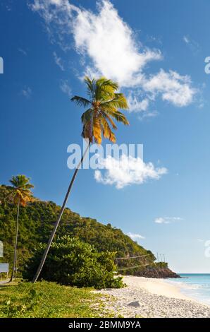 Perfect Darkwood Beach in Antigua. Stock Photo