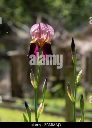 Bearded Iris (Iris Germanica) in flower and bud. Stock Photo