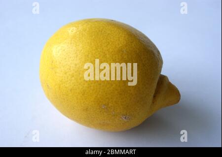 Zitrone Stock Photo