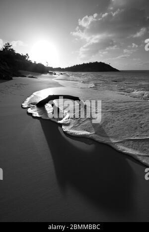 A piece of driftwood embedded in the sand of a beach in Antigua. Shot against the sunset in black and white. Stock Photo