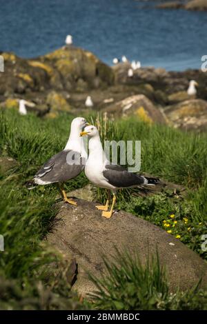 A breeding pair of lesser black-backed gulls (Larus fuscus) standing on a rock in an island colony, Lady Isle, Scotland, UK Stock Photo