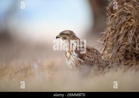 Common Buzzard (Buteo buteo) standing in long grass next to a hay bale Stock Photo