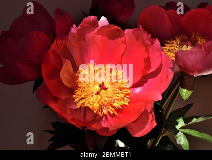 A red peony bloom lit up in sunlight. Stock Photo