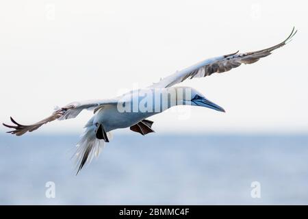 A northern gannet (Morus bassanus) flying over the Mediterranean sea, catching fish. Stock Photo