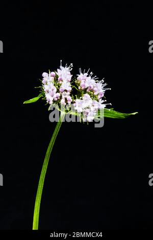 Studio close-up of a Valeriana pyrenaica (Pyranean Valerian) Stock Photo