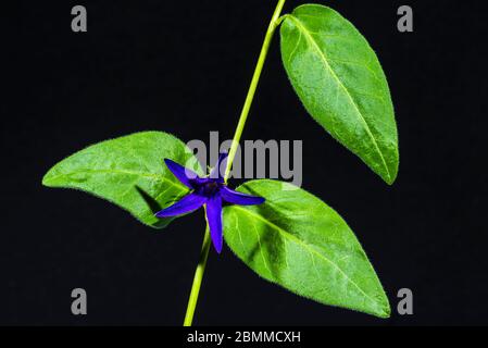 Studio close-up of a Vinca major 'Oxyloba' (greater periwinkle) Stock Photo