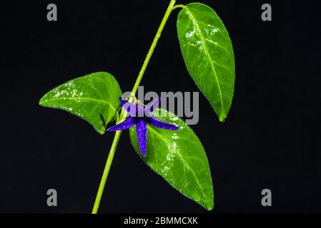 Studio close-up of a Vinca major 'Oxyloba' (greater periwinkle) Stock Photo