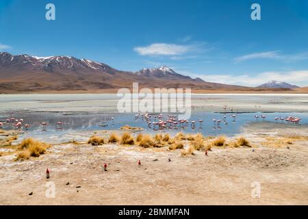 Stunning panoramic view of pink james flamingos at Hedionda Lake (lagoon). Beautiful landscape of spectacular Bolivian Andes and Altiplano in magnific Stock Photo
