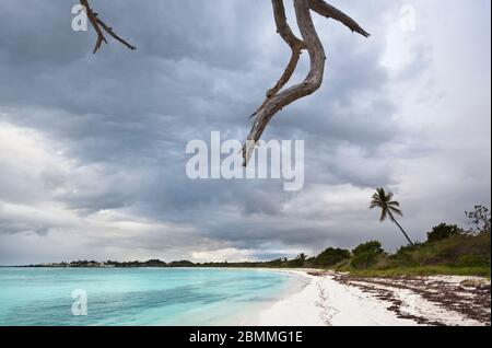A dead tree on Jabberwock Beach in Antigua with dark clouds. Stock Photo